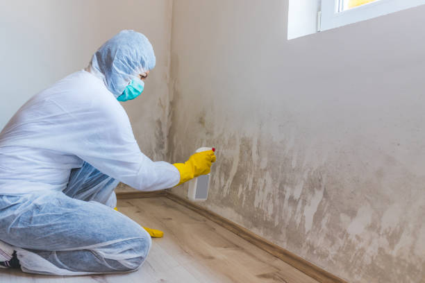 Licensed Mold Inspection And Testing service in Somerset, TX - Mold Remediation HQ